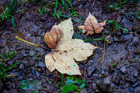 wet autumn leafs in rainy forestの写真素材