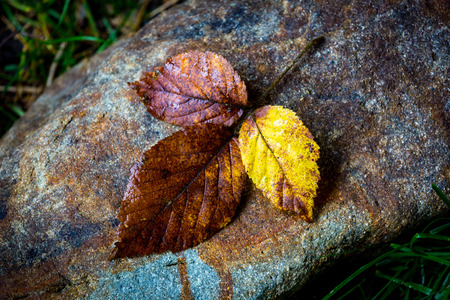 Autumn wet leafs on stoneの写真素材