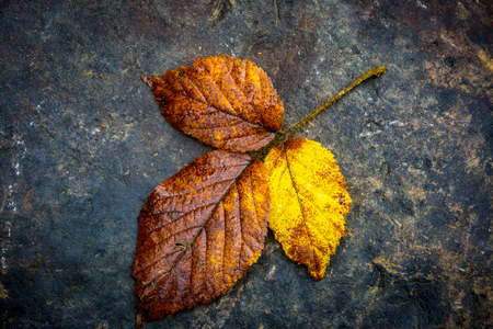 abstract autumn wet leafs on stone surfaceの写真素材