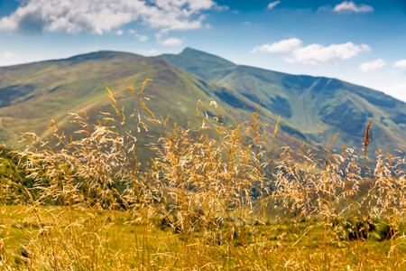 grass on meadow in Carpathian mountains, Ukraineの写真素材