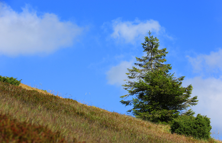 Alone pine tree on mountain slope, Carpathiansの写真素材