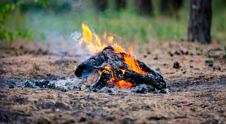 camp fire on meadow in forestの写真素材