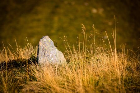 abstract old stone in dry grassの写真素材