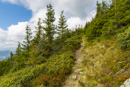 mountain pathway in Carpathians, Ukraineの写真素材