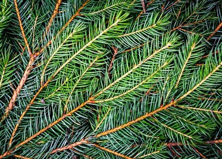 green coniferous twig - abstract natural backgroundの写真素材