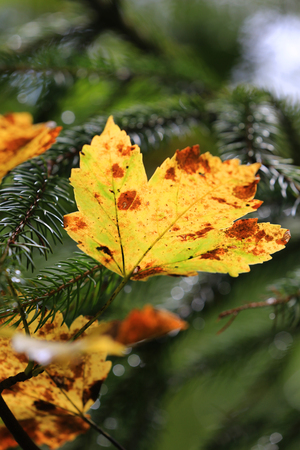 Nice bright autumn leaf on coniferous twigの写真素材