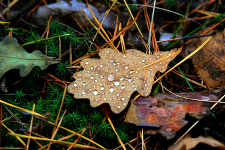 autumn leafs with water drops - abstract backgroundの写真素材