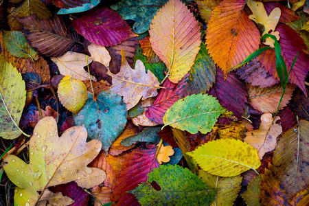 nice abstract background with autumn leafage in forestの写真素材
