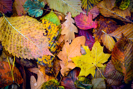 nice autumn cover with leafage - abstract backgroundの写真素材