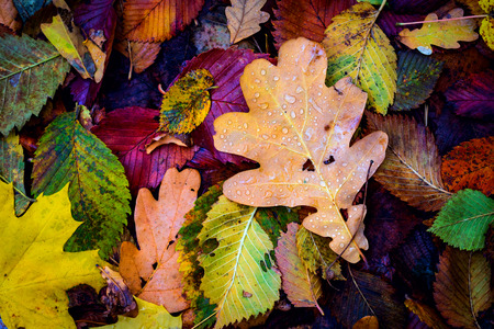 nice autumn cover with wet eafageの写真素材