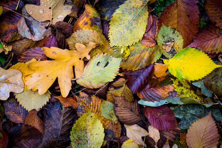 autun leafage - abstract natural backgroundの写真素材