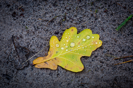 alone oak leaf with water drops on soilの写真素材
