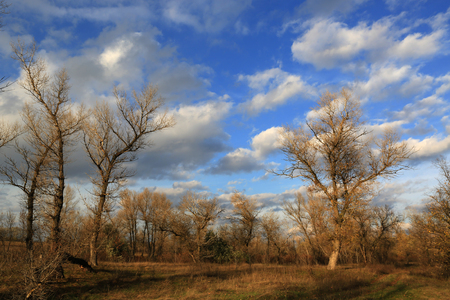 Sunny autumn day in forestの写真素材