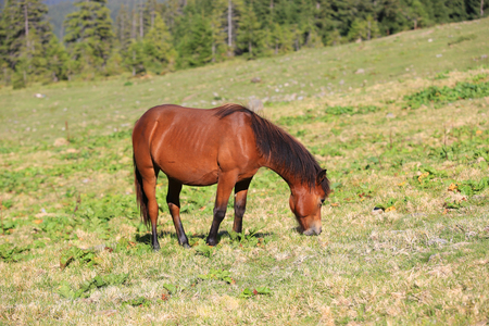 horse on green pasture in forestの写真素材