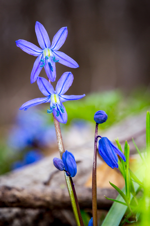 Scilla bifolia - small spring wild flowersの写真素材