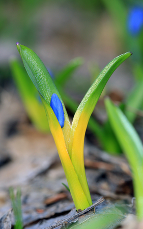 wild flowers in spring time - scilla bifoliaの写真素材