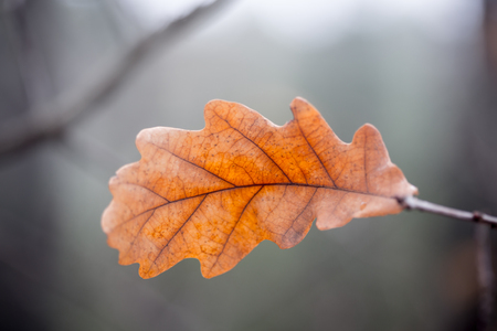 alone autumn oak leaf - soft photoの写真素材