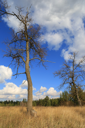 old dead pine trees on meadow in sunny dayの写真素材