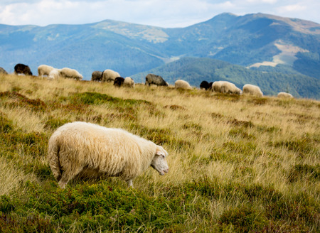 sheep on pasture in mountainsの写真素材