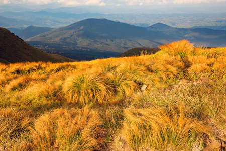 Dry yellow grass on mountains meadowの写真素材