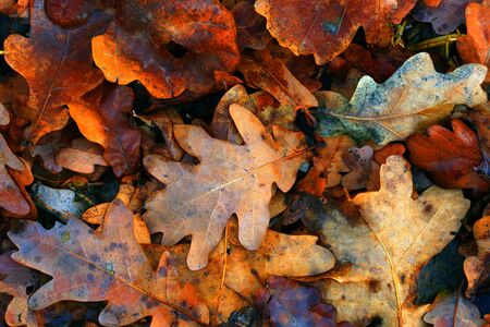 abstract autumn oaks leafs natural background