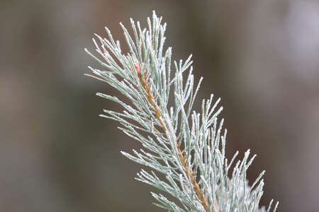 Abstract frosted green pine twig