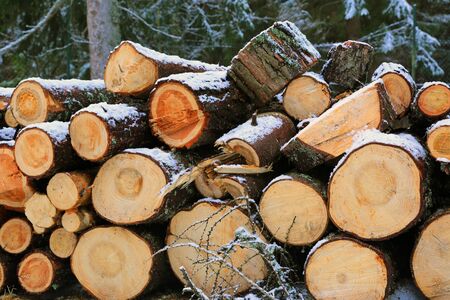 wooden logs store in forestの写真素材