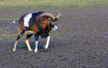 funny goat on rural farm pastureの写真素材