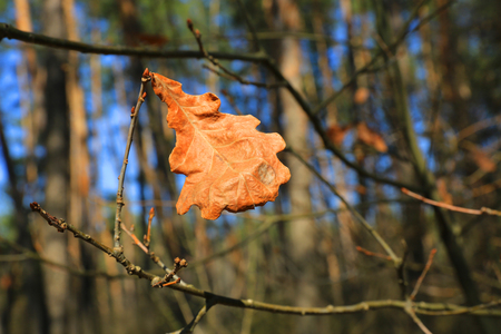 Abstract dry oak leaf on branchの写真素材