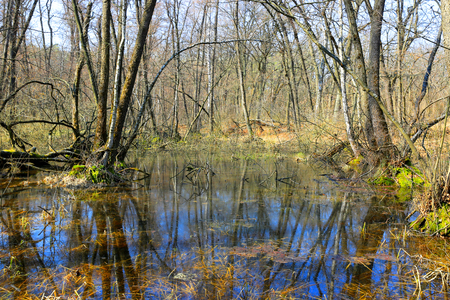 Flooded trees in spring forestの写真素材