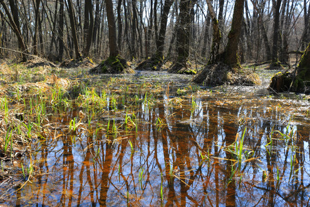 spring landscape with swamp in forestの写真素材