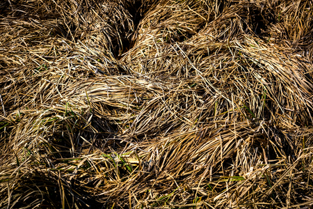 Dry grass abstract natural background