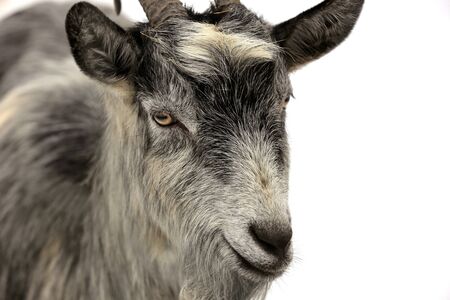 Fanny rural billi goat portraitの写真素材