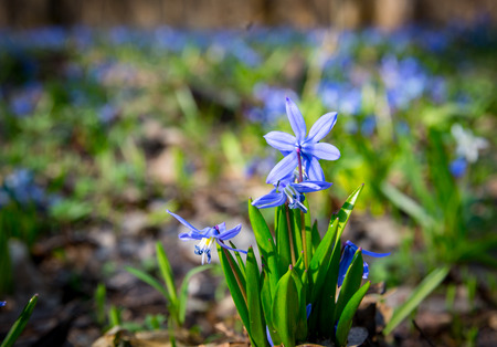 blue spring flowers in forest - scilla bifoliaの写真素材