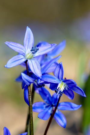 abstract spring flowers scilla bifoliaの写真素材