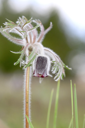 nice wild pasqueflower in spring timeの写真素材