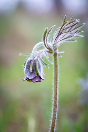 Alone spring nice pasque flowerの写真素材