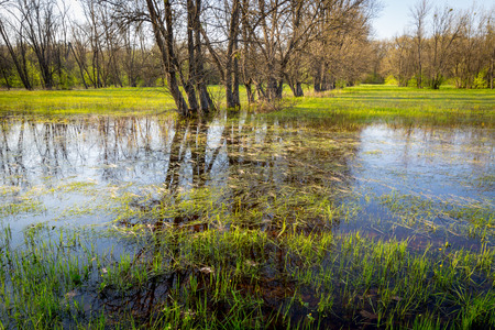 Flooded meadow in spring forestの写真素材