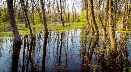flooded meadow in spring forestの写真素材