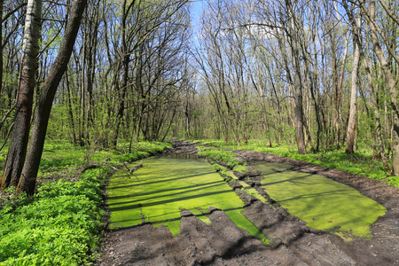 Green puddle on rut forest road ib spring timeの写真素材