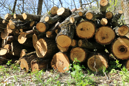 abstract wooden logs in spring forestの写真素材