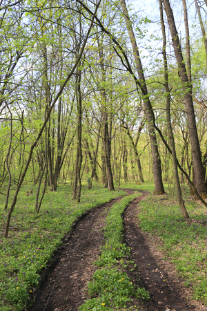 dirty patway in green spring forestの写真素材