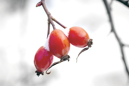 Abstract branch of dogrose with red berries in winter time