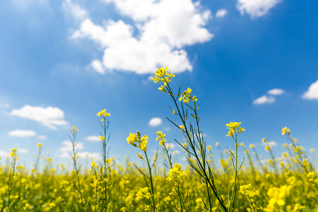 Rape meadow under nice sky with clouds in summer timeの写真素材