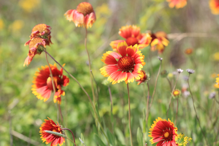 nice red wild flowers on meadowの写真素材