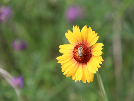 Bee gathering honey on alone flower in summer timeの写真素材