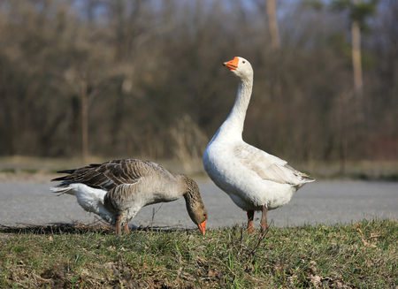 two fanny gooses on meadow in sunny dayの写真素材