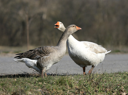 rural gooses on morning meadowの写真素材