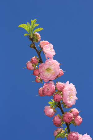 nice ping flowers brunch on blue sky backgroundの写真素材
