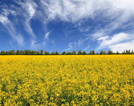 Rape farming field under nice sky in sunny dayの写真素材